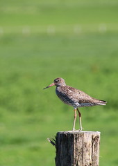 Rotschenkel steht auf Weidepfosten