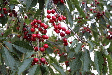 Cherry berries ripen on a tree