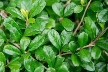 Green leaf background. leaf texture for design