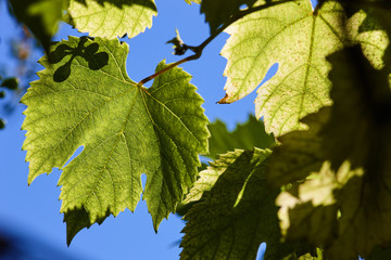 Green grape leaves in the beams of a backlight against a blue sky. Green leaves of young grapes.