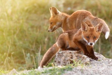 Two Little Red Fox near his hole