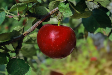Red apple growing on tree branches. Green living and eco-friendly products. Planting trees. Vitamin...