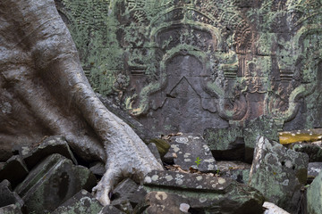 Ancient ruin of Ta Prohm temple, Angkor Wat complex, Siem Reap, Cambodia. Tree roots in stone wall.