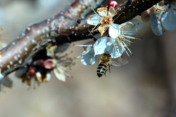 pollen picking bee