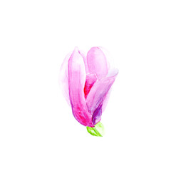 Botanical watercolor illustration of tender pink magnolia flower on white background with text. Could be used as decoration for web design, cosmetics design, package, textile