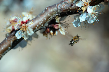 pollen picking bee