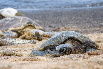 Hawaiian Green Sea Turtles pulled up out of the Pacific Ocean resting on a sandy beach in Kaloko-HonoKohau National Park, Hawaii
