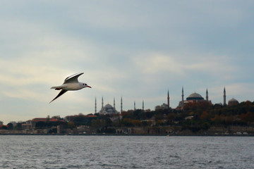 Fototapeta na wymiar seagull istanbul