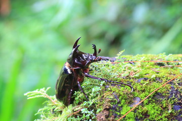 Caucasus beetle (Chalcosoma chiron) in Sulawesi Island, Indonesia