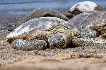 Hawaiian Green Sea Turtles pulled up out of the Pacific Ocean resting on a sandy beach in Kaloko-HonoKohau National Park, Hawaii
