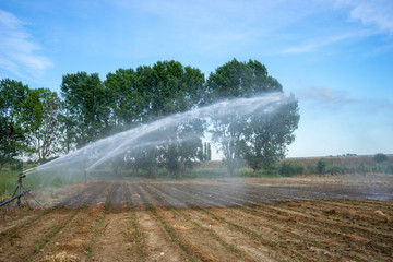 Water sprinkler installation in a field of tomatoes
