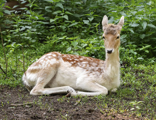 The female of the European fallow deer has a rest in the wood