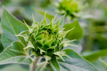 Close up young green sunflower bud