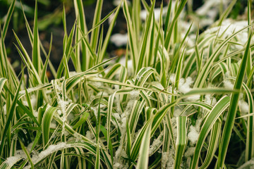 Green grass on lawn, covered with white snow. Crystals of ice on plants. Unexpected snow in springtime. Spring anomaly. Weather phenomenon.