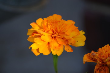 flower orange