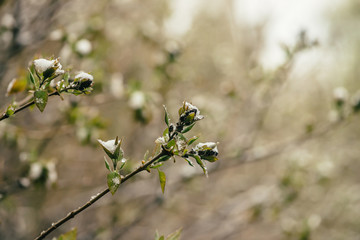 Snow-covered bush with lilac buds starts to bloom in early spring close up. Tree of syringa with...