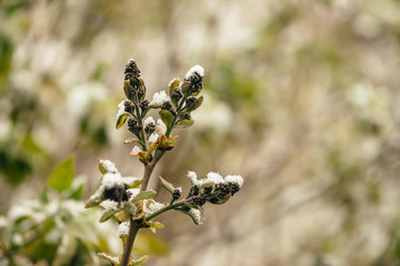 Snow-covered bush with lilac buds starts to bloom in early spring close up. Tree of syringa with ice and snow on branches. Abnormal weather in springtime. Unusual season phenomenon.