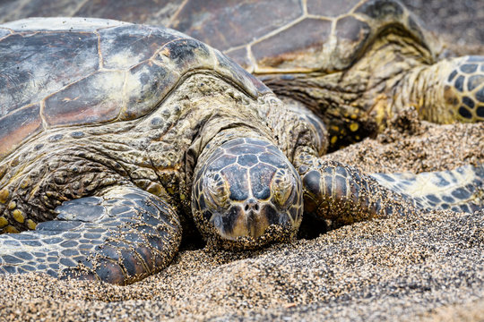Close up of Hawaiian Green Sea Turtles pulled up out of the Pacific Ocean resting on a sandy beach in Kaloko-HonoKohau National Park, Hawaii
