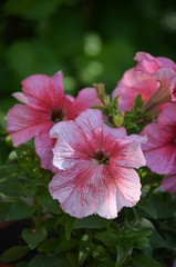 flower pink plant