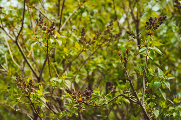 Bud of syringa in springtime. Beautiful lilac tree in close-up. Background with greenery. Lilac flowers blooms in spring.