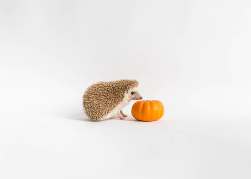 Cutest hedgehog and pumpkin on white