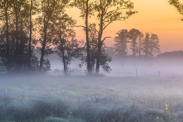 Misty morning