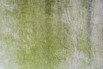 Moss on concrete wall, concrete floor background