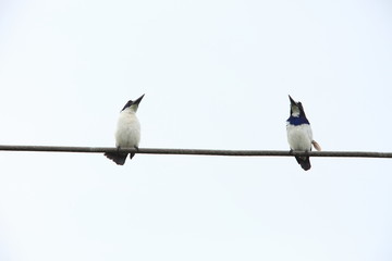 Blue-and-white kingfisher (Todiramphus diops) in Halmahera island,Indonesia
