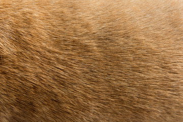 Close up Brown dog fur background