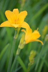 Fototapeta premium yellow flower