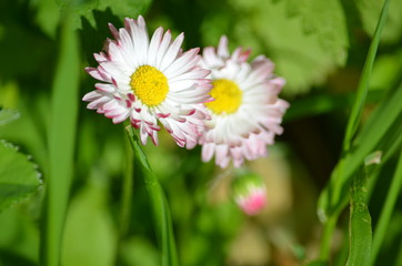 Obraz premium flower nature