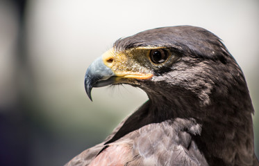 Fototapeta premium Rapace