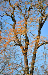 dry yellow leaves on a tree trunk with black against the blue cloudless sky