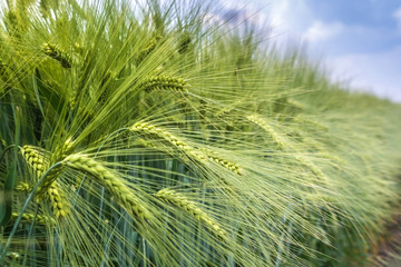 The ears of barley under the weight of grain are knocked out of the total mass