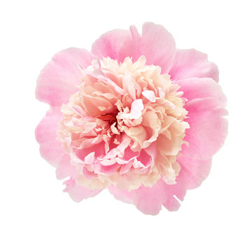 Beautiful pink peony isolated over white with clipping path