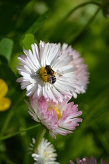Fototapeta premium flowers bee