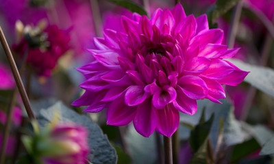 Beautiful pink Dahlia Flower 