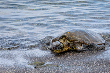 Hawaiian Green Sea Turtle at the water’s edge of the Pacific Ocean resting on a sandy beach in Kaloko-HonoKohau National Park, Hawaii
