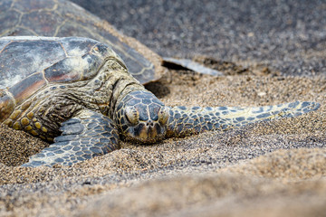 Close up of Hawaiian Green Sea Turtle pulled up out of the Pacific Ocean resting on a sandy beach in Kaloko-HonoKohau National Park, Hawaii
