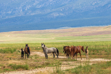 Fototapeta na wymiar Herd of wild Horses in the Utah Desert in Summer