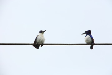 Blue-and-white kingfisher (Todiramphus diops) in Halmahera island,Indonesia
