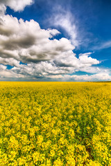 Obraz premium flowering field of colza outdoors in spring