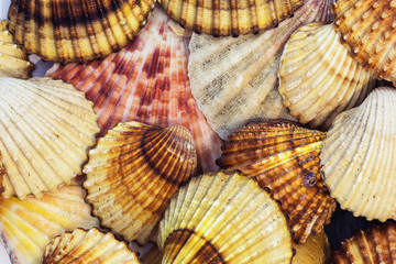 Sea shells collection