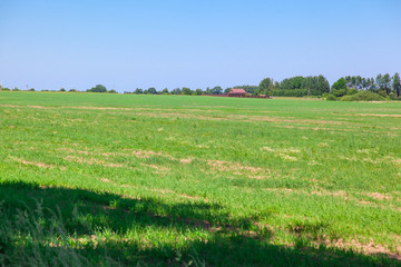 Fototapeta premium green meadow, forest and small house under the blue sky