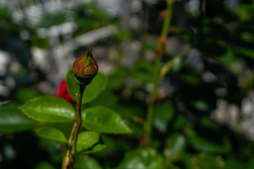 Rote Rose kurz vor der Blüte