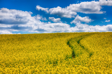 Obraz premium Flowering field of colza outdoors in spring.