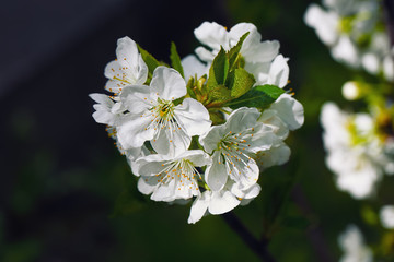 Flowers of the cherry blossoms on a spring day.