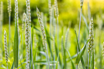 Summer background green wheat ears in sunlight
