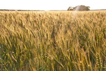 Wheat field in village (golden lights)