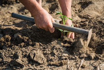 Planting tomatoes in the field